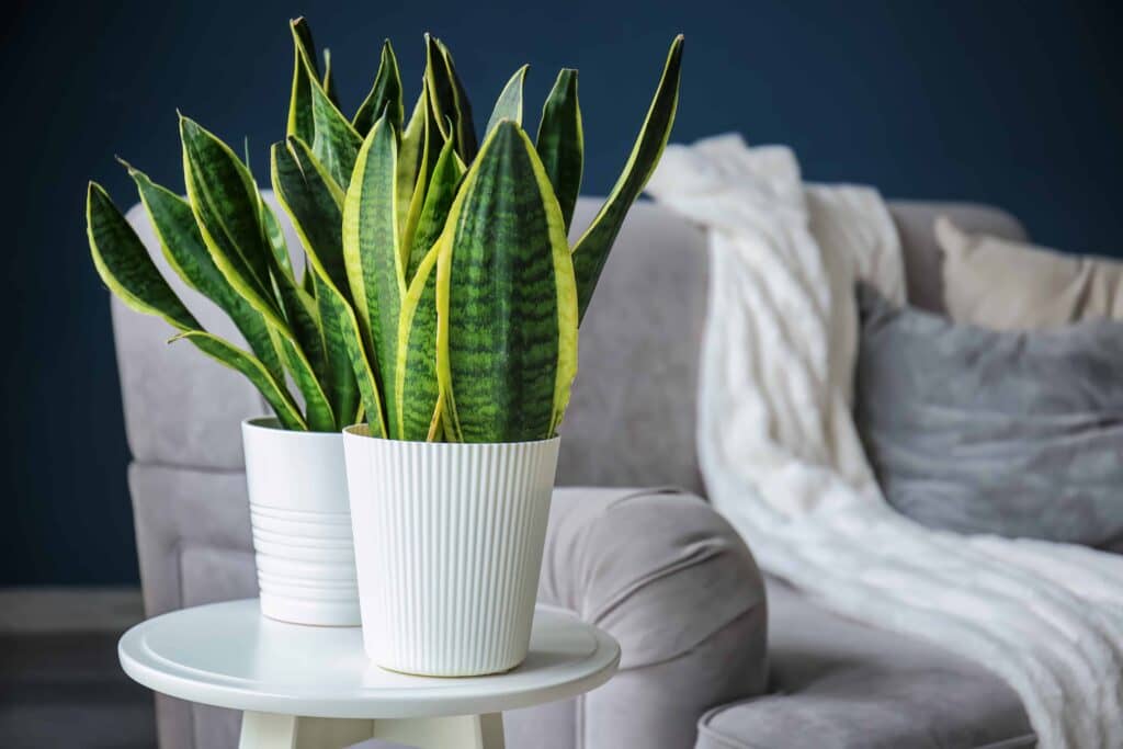 Snake plant - a great hard to kill houseplant for beginners