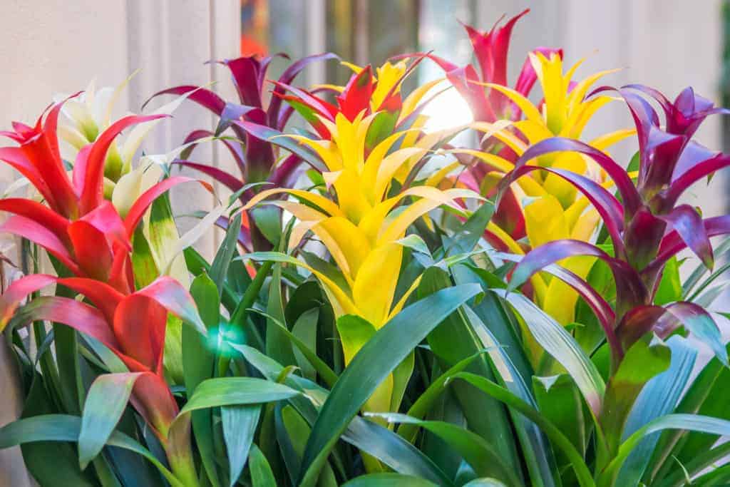 Bromeliad