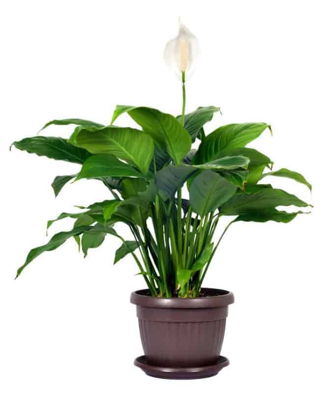 Peace Lily - Low Light Plant