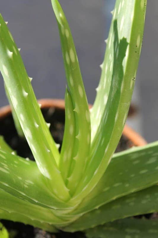 Aloe house plant