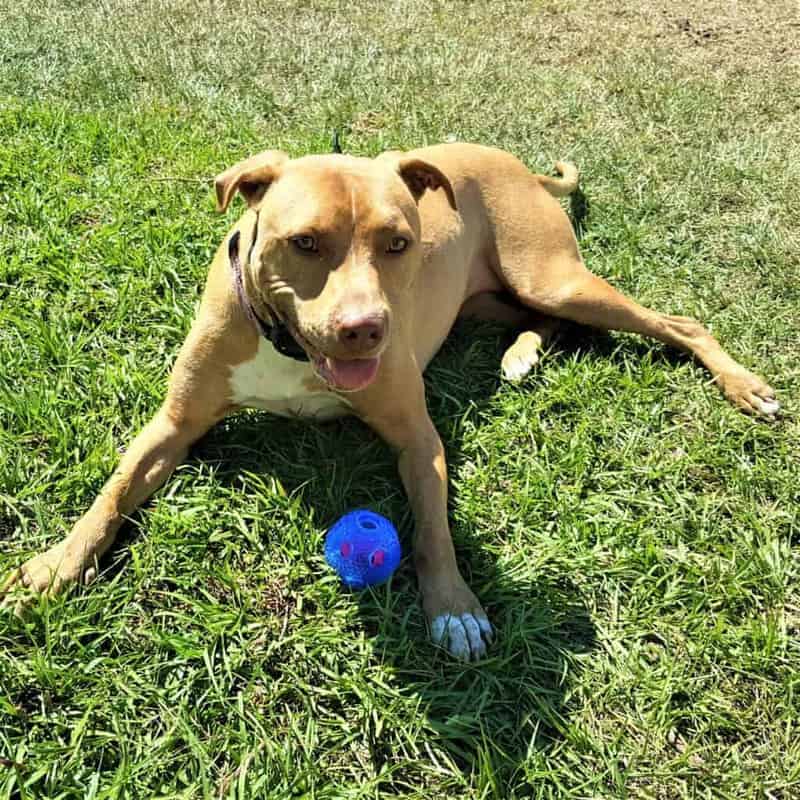 DIY dog toys are great for heavy chewers like Roxie.