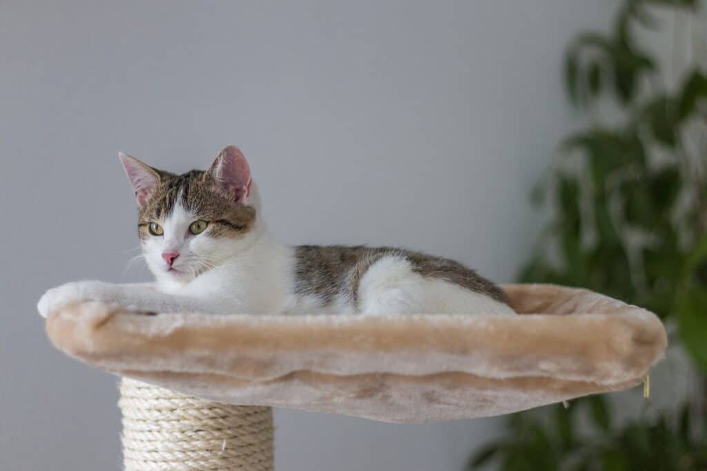 Should you buy or make a DIY cat tree? Cat condos and climbers are easy to make.