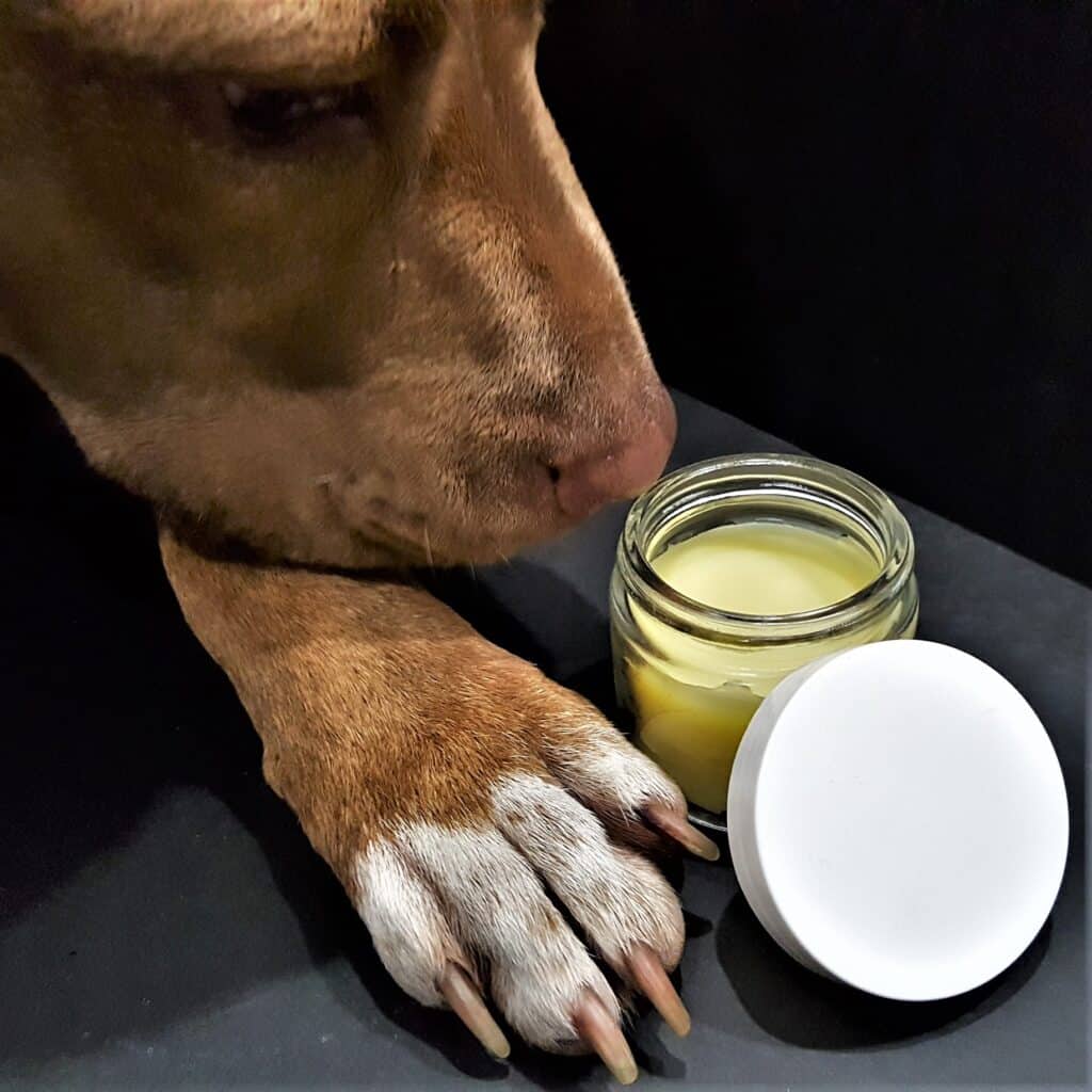 Roxie smelling the homemade paw balm.