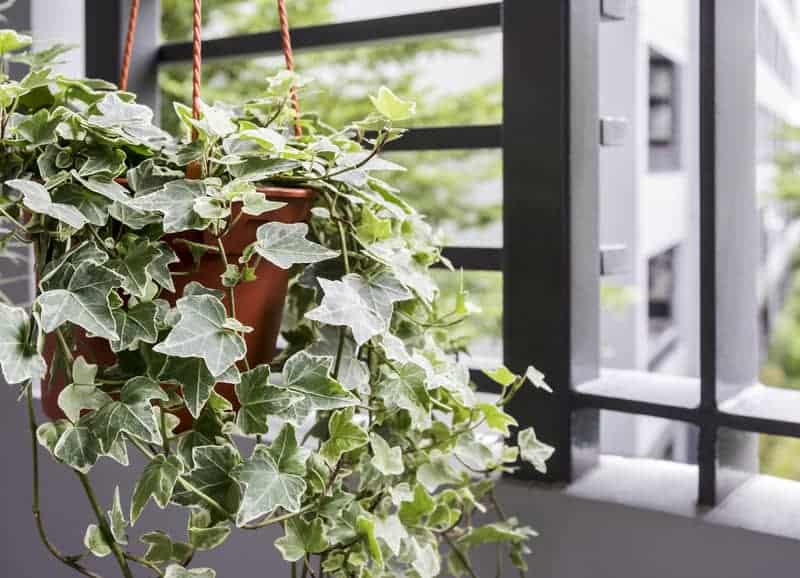 Add plants for a green office