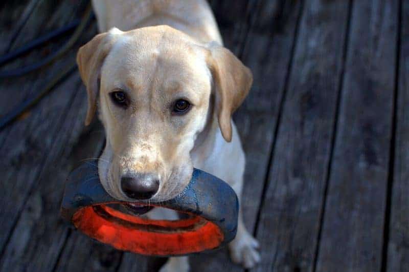 Exercise is good for attached dogs and dogs with separation anxiety