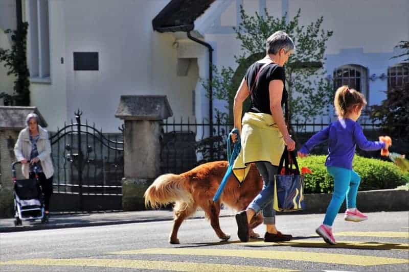 Family walking a dog