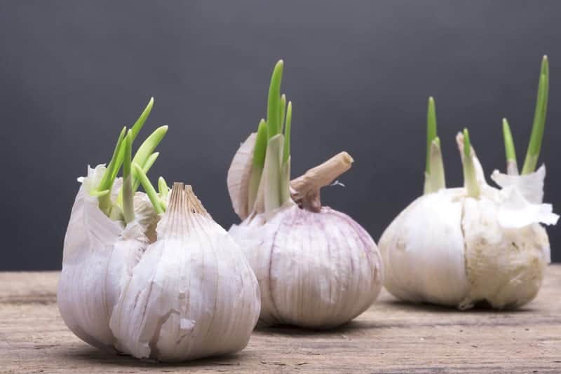 Garlic is easy to grow.