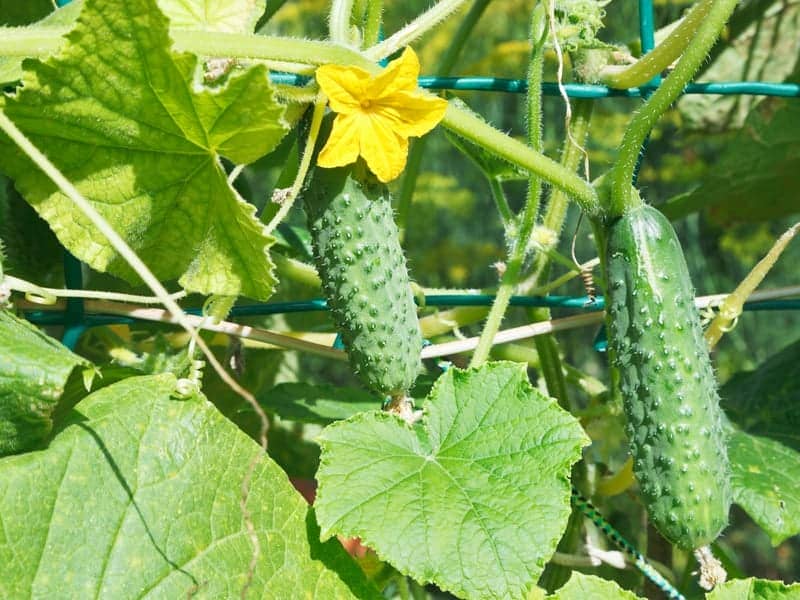 Cucumbers growing in a garden