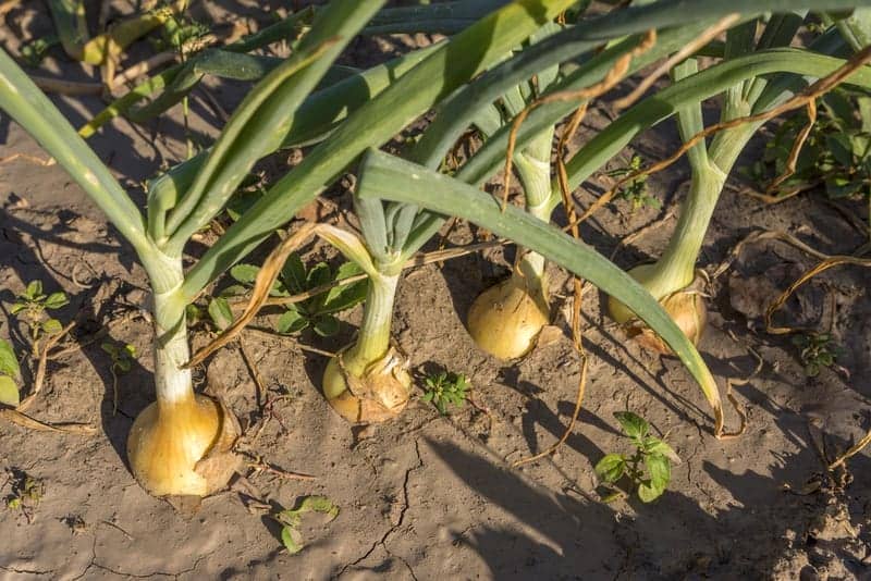 Onions are an easy vegetable for beginners to grow.