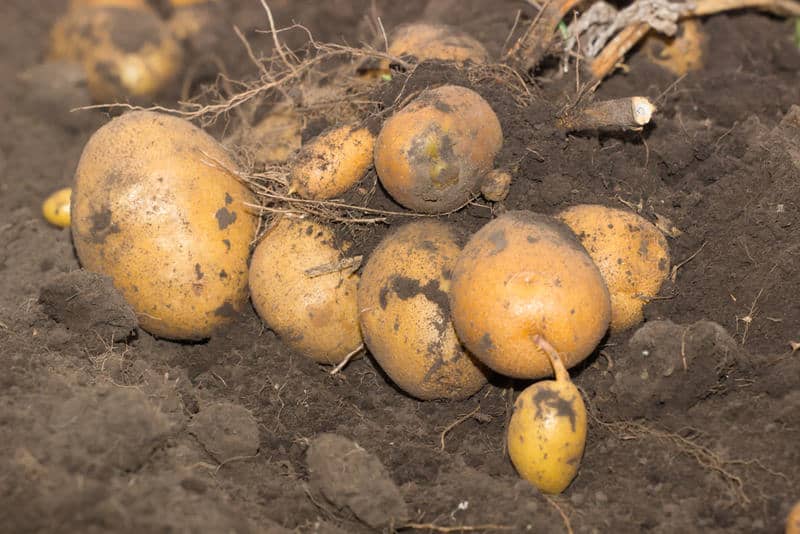 Potatoes are simple to plant in your yard.