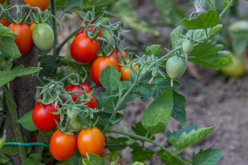 Grow tomatoes when gardening with kids