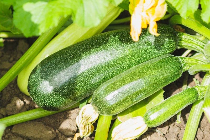 Zucchini is fast growers in your garden