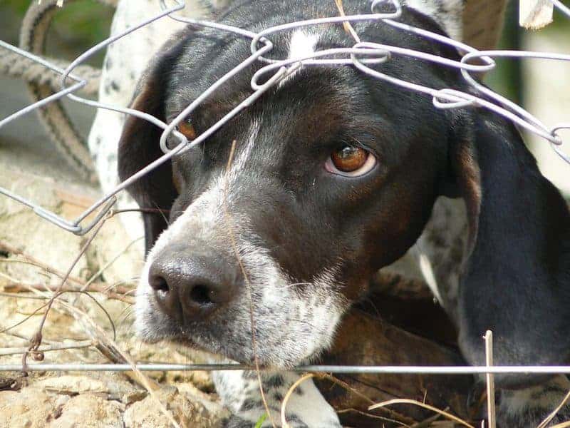 dog pushing under fence to escape