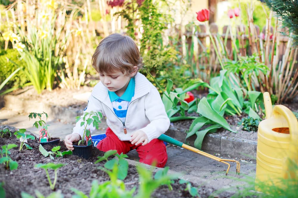 child plant tomato plants
