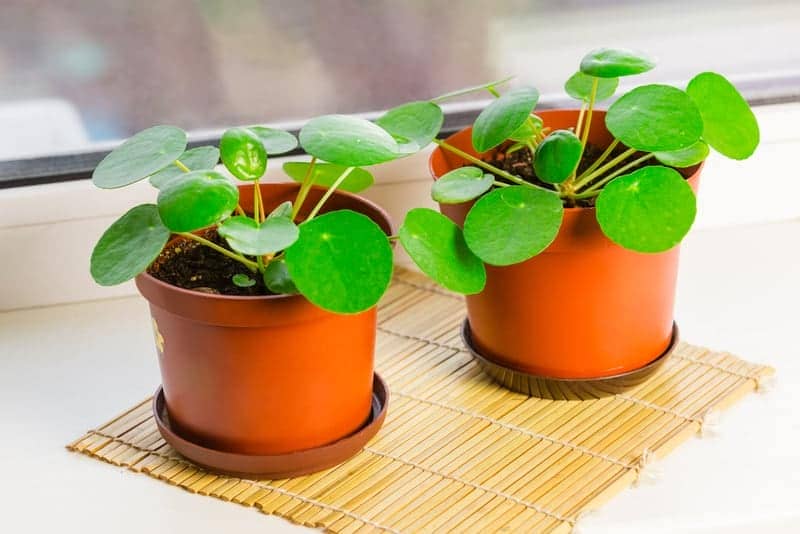 Chinese money plant a great hard to kill plant