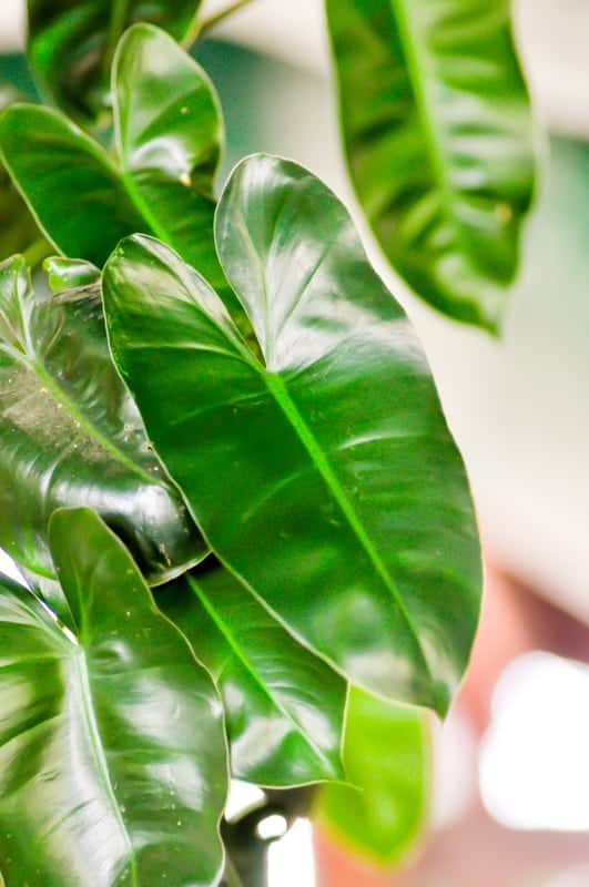 Philodendron