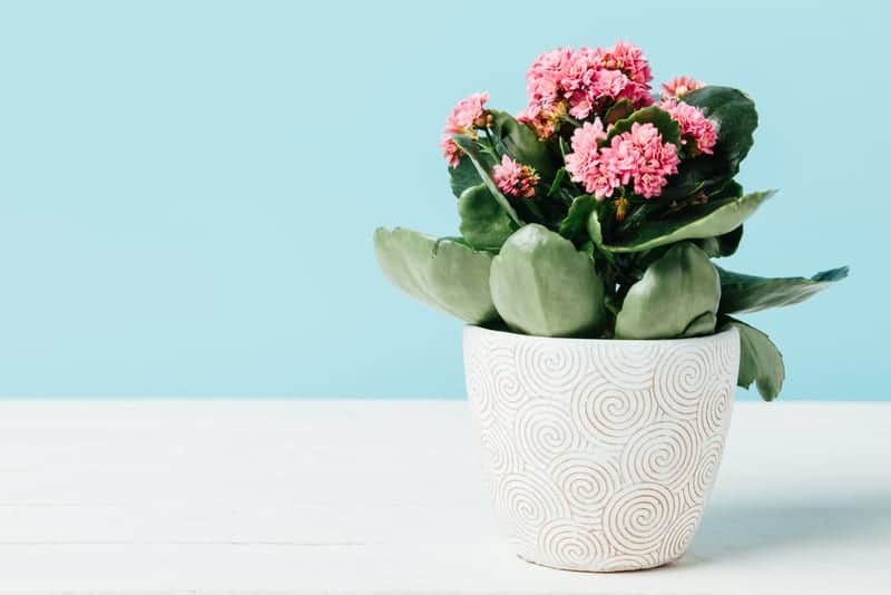 Kalanchoe with flowers