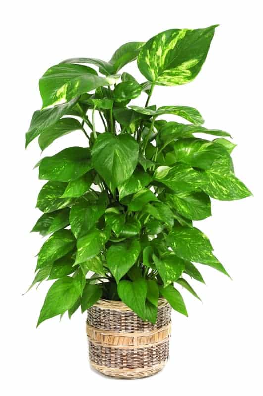Pothos houseplant good for beginners