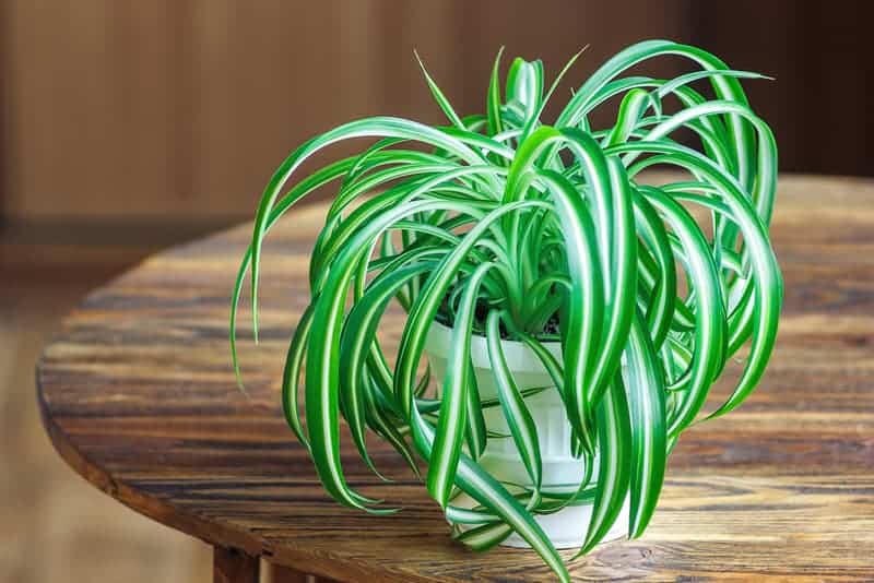 Easy houseplant - spider plant