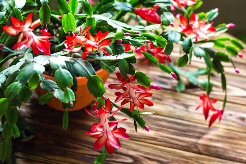 Christmas cactus is a good beginner houseplant