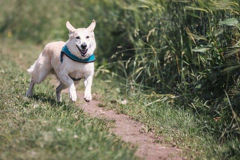 dog running on path