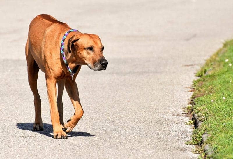 Dog walking on road