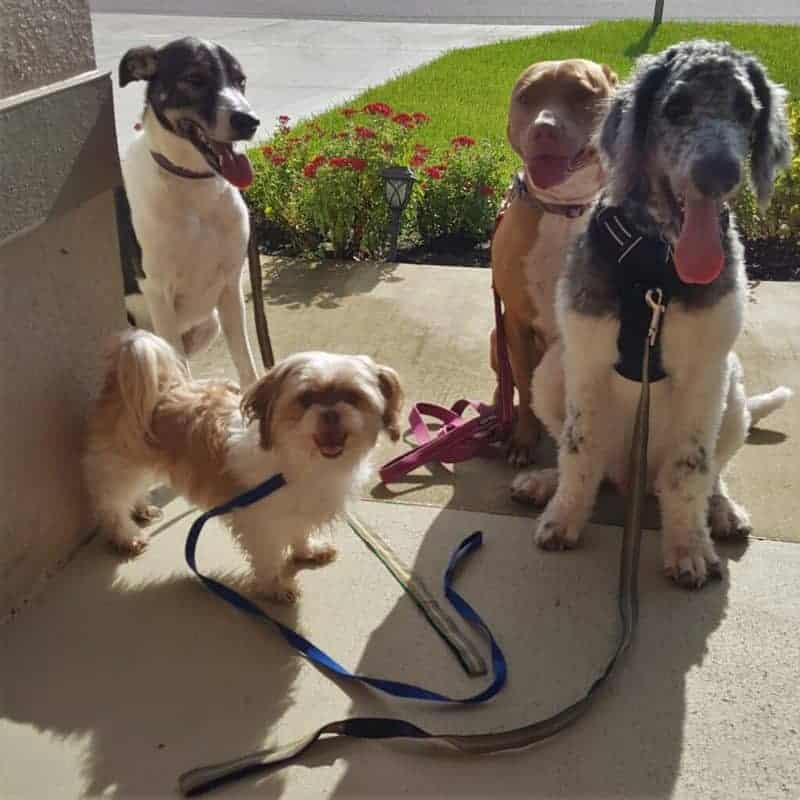 dogs waiting at front door