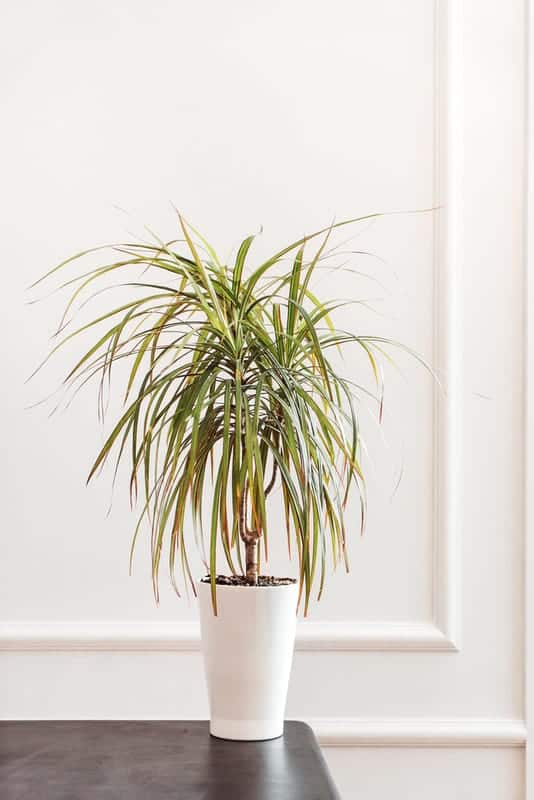 Dragon Tree - easy to care for indoor plant
