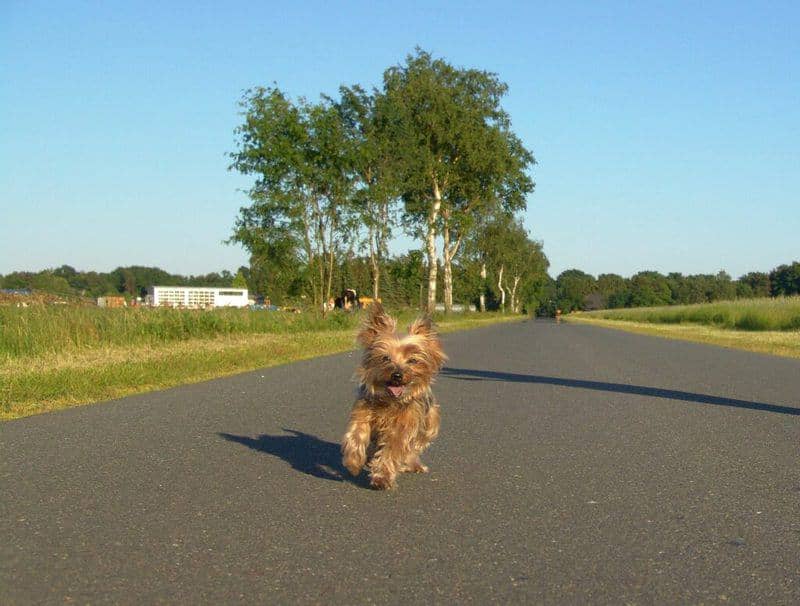 little dog running along a road