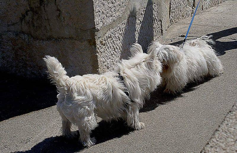 two dogs greeting