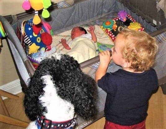 Introducing Baby to Dog | How to successful baby-proof your dog!