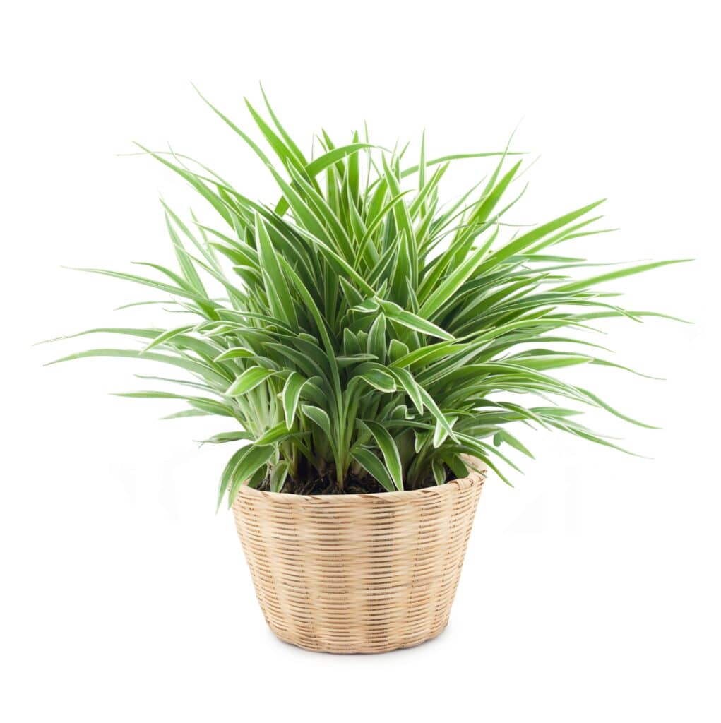 Spider Plant - No sunlight indoor plant