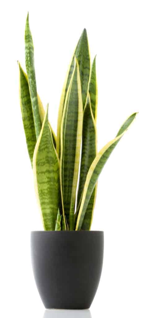 Snake Plant (or Mother-in-Law's Tongue)