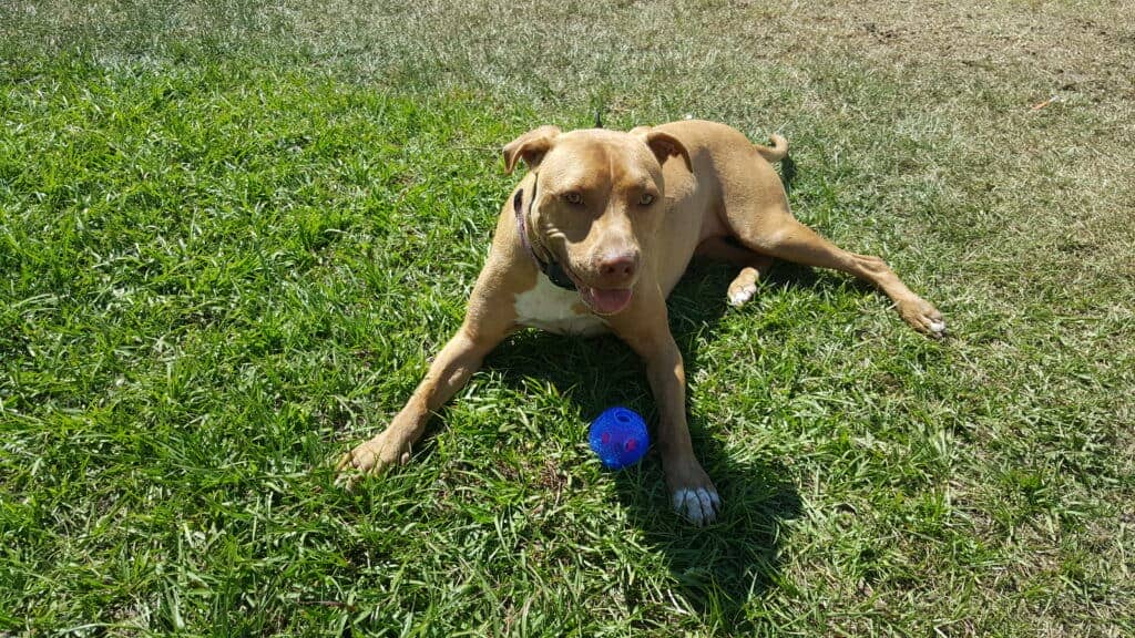 Roxie the Rescue had dog diarrhea when we first got her