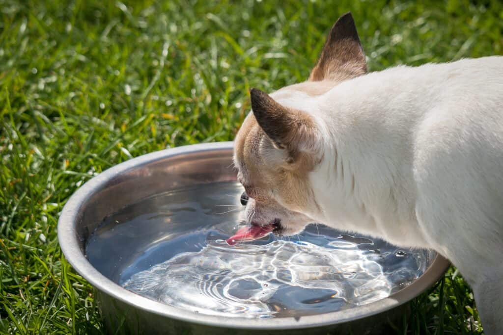 Make sure your dog drinks a lot of water when it has diarrhea