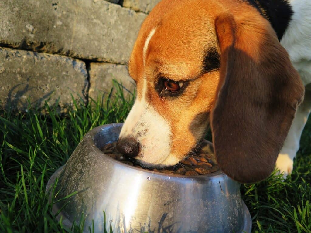 Dog diarrhea home remedies for when your dog has an upset stomach