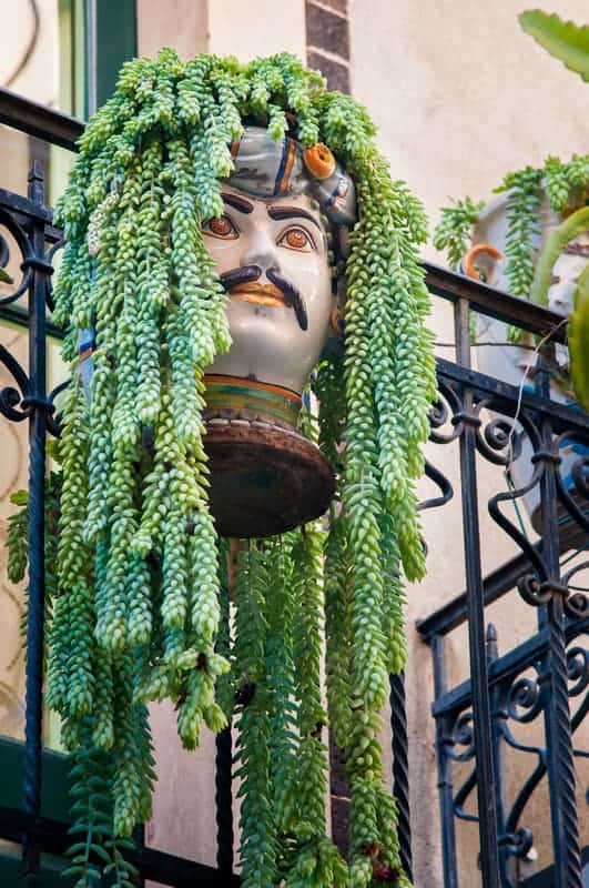 Burro's Tail is a great spilling succulent for planters outside and inside.