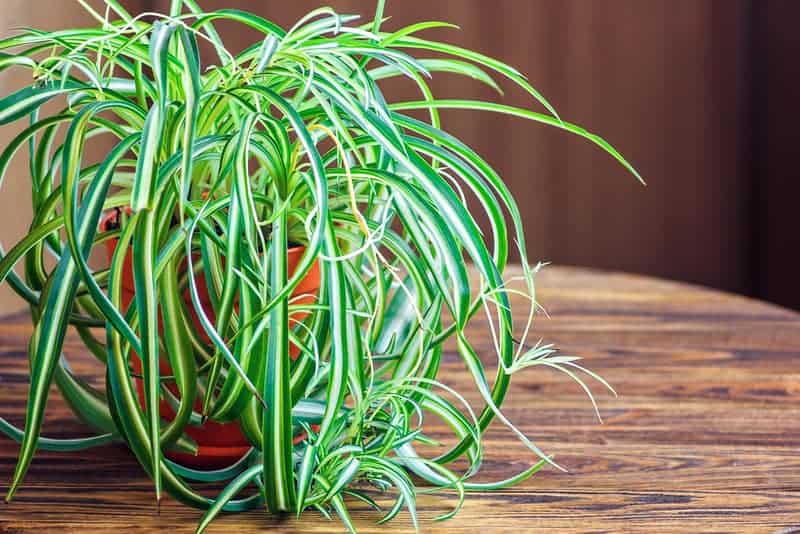 Spider plants are great hanging houseplants for low-light areas.
