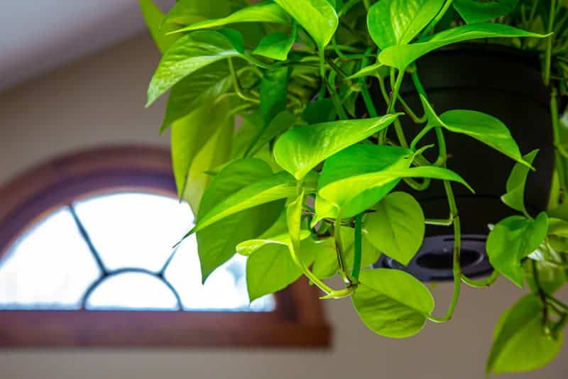 Pothos is a popular trailing plant for any room in your home.