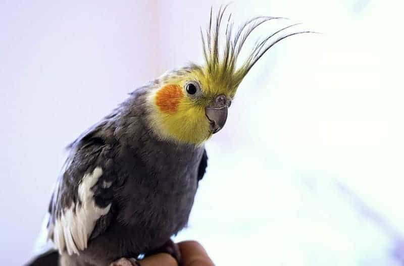 bird names