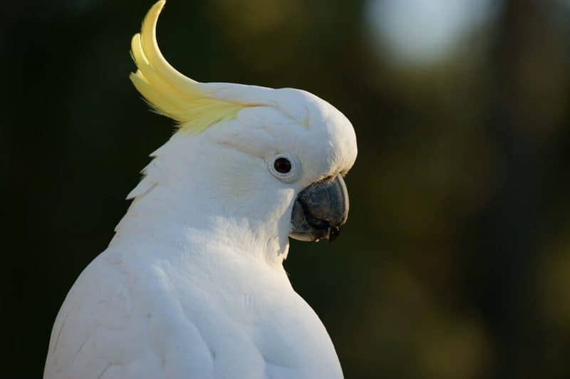 bird names for cockatoo