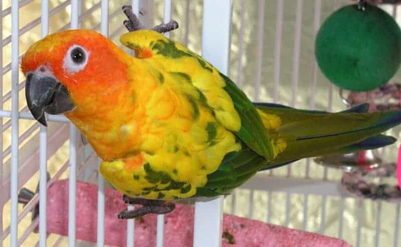 name ideas for parrots