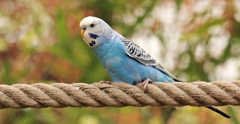 single blue parakeet on rope